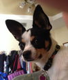 Lola