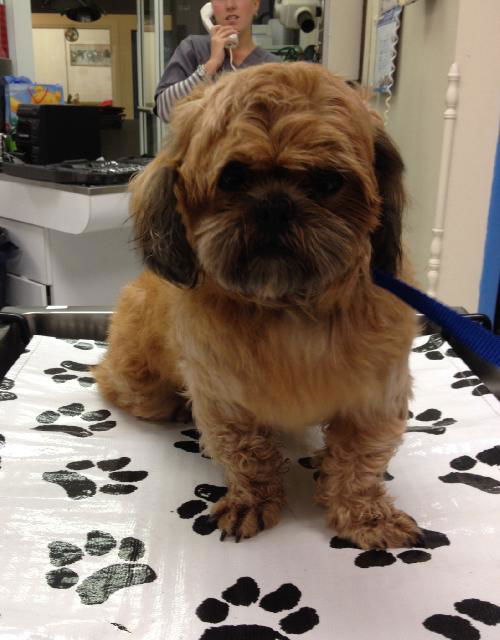 Layla the Shih Tzu