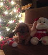 Layla the Shih Tzu