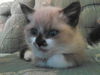 Winston