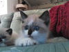 Willow