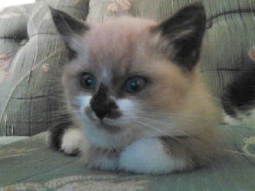 Willow