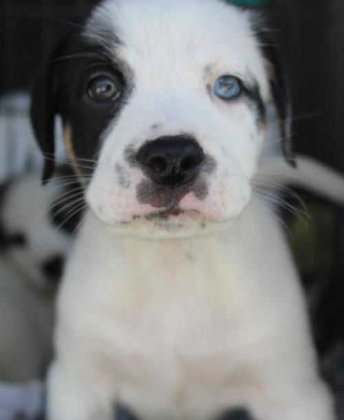 Vinnie