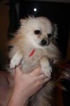 Buddy