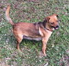 Cece