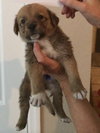 Coby/Cody