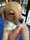 Coby/Cody