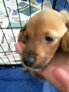 Chester