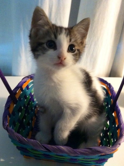 Angel (the kitten)