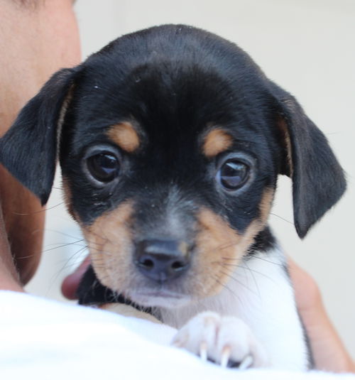 Scout