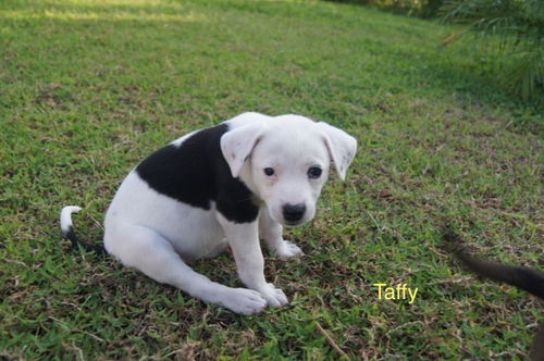 Taffy