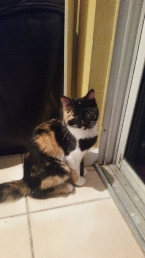 KitKat