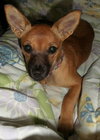 Cinnamon