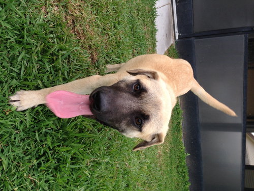 Jaxson