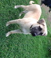 Jaxson