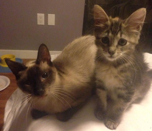 Squeakers