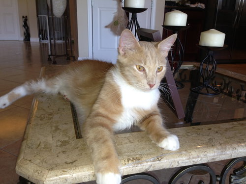 Mr. Fluff