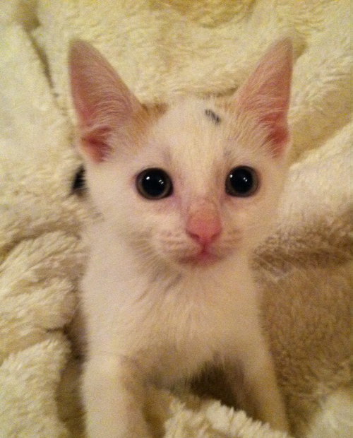 Suki
