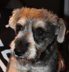 Benji