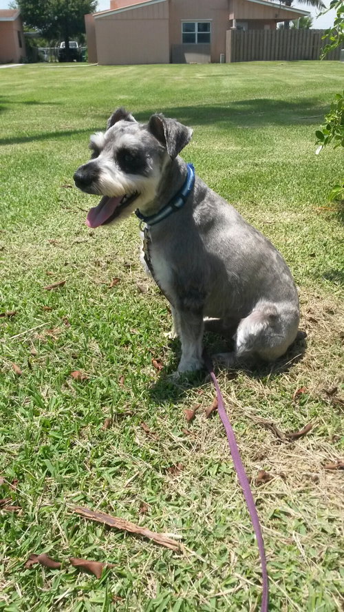 Benji