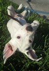 Charley