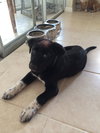 Brody