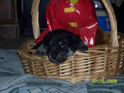 Linus