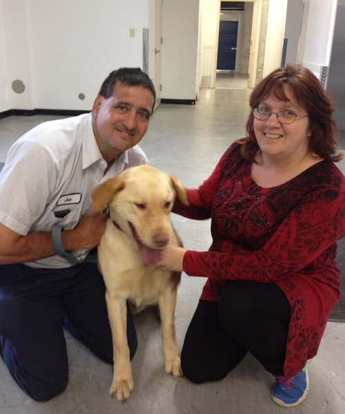 Charlie the yellow lab adult