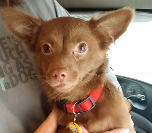 Cocoa