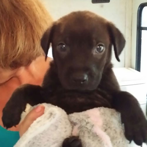 Kona