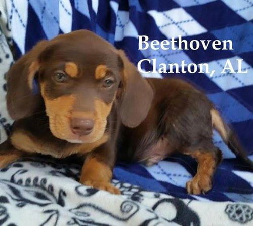 Beethoven