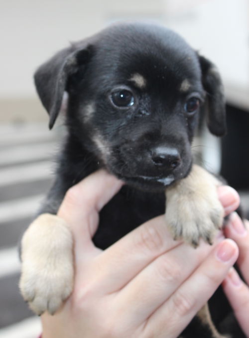 Nikko