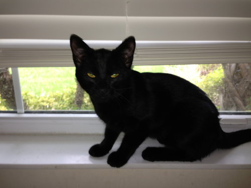 Blackie Bear