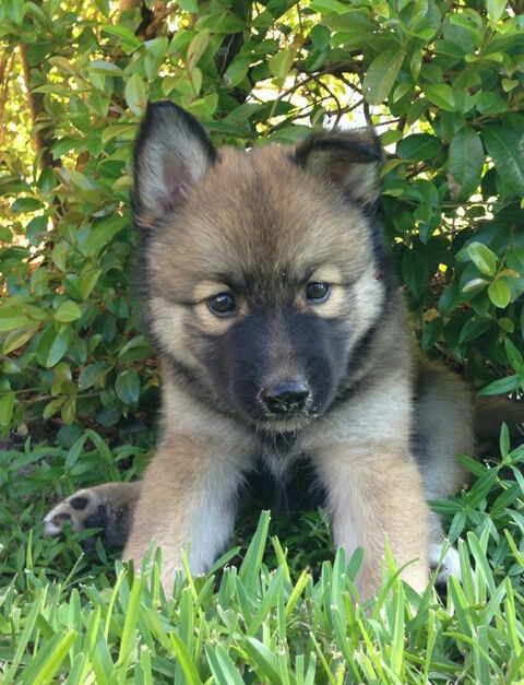 Nyla