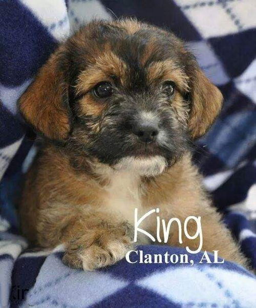 King