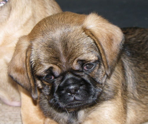 Sally the pug