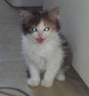 Willow (the kitten)