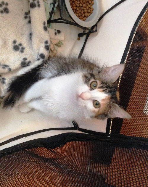 Willow (the kitten)