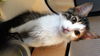 Willow (the kitten)