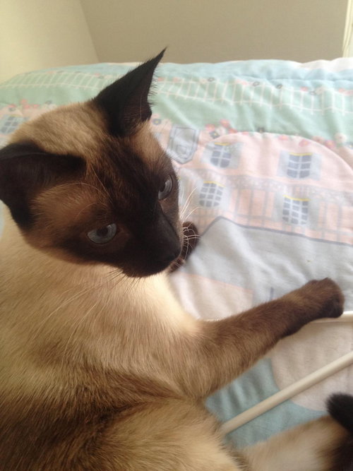 Molly the Siamese