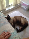 Molly the Siamese