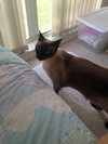 Molly the Siamese