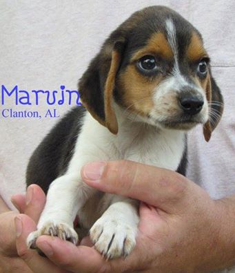 Marvin