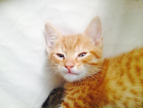 Lewis (the kitten)