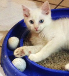 Snowball