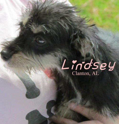 Lindsey