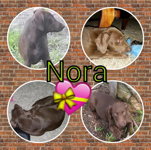 Nora