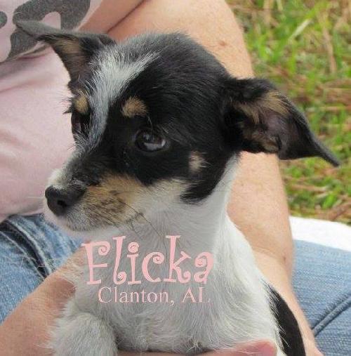 Flicka