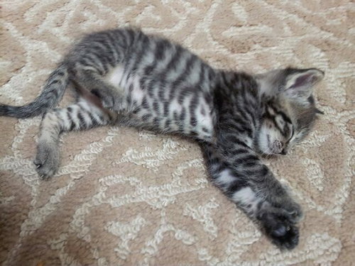 Luke (the polydactyl kitty)