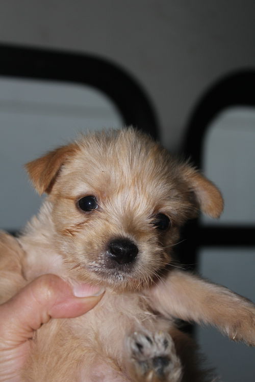 Willow